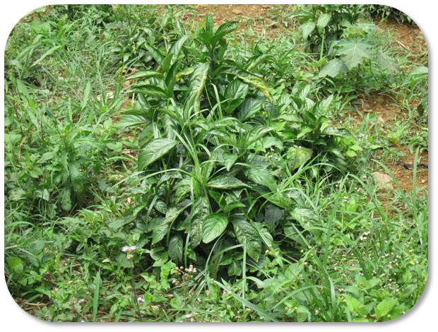 Indigo plant Sapa Vietnam
